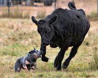 Australian Cattle Dog | Australian Dog Lover