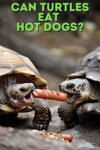 Can Turtles Eat Hot Dogs? Explore the do's and don'ts of feeding turtles with this detailed post. Hot dogs are a popular snack, but are they safe for turtles? Click to learn about safer and healthier alternatives!