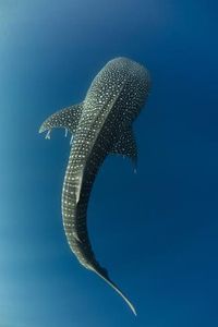 size: 24x16in Photographic Print: Whale Shark, Cenderawasih Bay, West Papua, Indonesia by Pete Oxford :