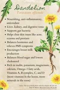 Dandelion herb profile highlighting the benefits of dandelion. This nourishing, anti-inflammatory herb supports the gut, is skin clearing and is a great tonic for the digestive system.