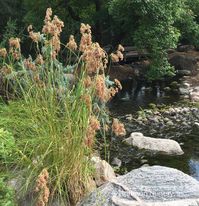 Scirpus cyperinus