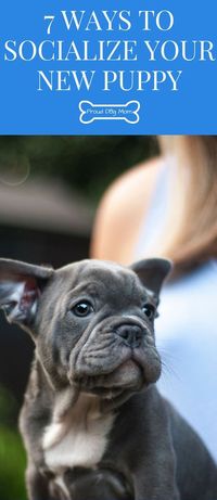 7 Ways To Socialize Your New Puppy | Dog Training Tips | Dog Care Tips | #puppytrainingpotty