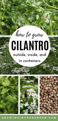 How to Grow Cilantro: Outside, Inside and in Containers