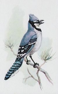 Blue Jay