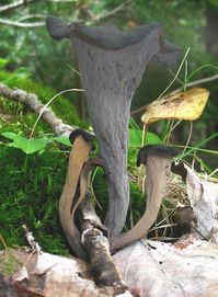 Balck Trumpet (Chanterelle cornucopioides) - edible