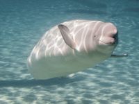 Baleia branca - Beluga - Biologia marinha - InfoEscola