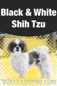 Black And White Shih Tzu: Complete Guide! Black and White Shih Tzu puppy, Black and White Shih Tzu Haircuts, Black and White Shih Tzu Dogs, Black and White Shih Tzu grooming styles, Black and White Shih Tzu puppies, Black and White Shihtzu, Shih Tzu Black and White, Black White ShihTzu, Shihtzu haircut Black and White, White and Black Shih Tzu, White and Black Shih Tzu puppy, Black White Shih Tzu, Shih Tzu Black and White puppies, Shih Tzu Black and White Haircut, Puppies, puppy, cute puppies