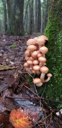 How to Cook Honey Mushrooms Like a Master Chef - Foraged - Foraged