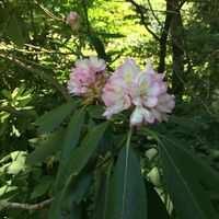 Stoneleigh Natural Garden In Pennsylvania For An Enchanting Destination