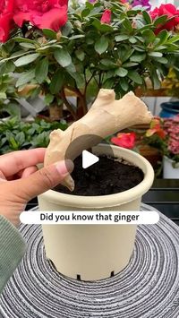 soilphu on Instagram: "Plants love ginger? Learn this trick to revitalize your plants! #soilphu #soiltester #garden #flowers #plants #gardening #flower #plant #gardenlove #gardenlife #plantlover #plantlife #soilhealth #soil #tips"