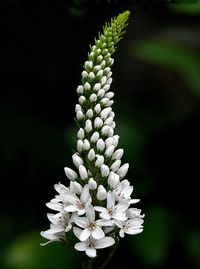 Gooseneck Loosestrife (Lysimachia clethroides) 'Geisha'..