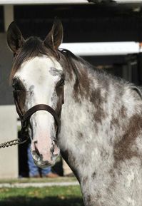 gelding | USA | 2008 | by Allamystique out of Downtown Savannah #thoroughbred #gelding #dominantwhite #colouredthoroughbred