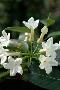 Consigli per la cura dello Stephanotis