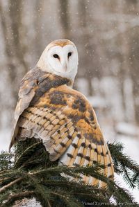 Photograph Barn Owl by Patricia Toth