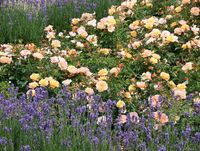 Flower Carpet Rose "Amber"