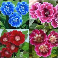 How to Grow and Care for The Gloxinia Plant