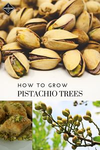 Try harvesting your own pistachios. Learn how to grow pistachio trees. #gardeningchannel #gardening #nuttrees #growingnuts #growingpistachios