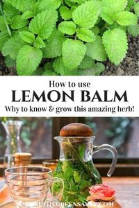 Uses for lemon balm: Lemon balm is far and away my favorite herb for better sleep! This amazing plant deserves a place in your garden and herbal remedy arsenal. Click to find out the fantastic uses for lemon balm! #lemonbalm #medicinalplants #sleep #herbalremedies #herbaltea #naturalremedies #teas #health #homeremedies #anxiety #benefitsoflemonbalm