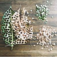 Zero waste confetti