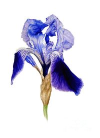 Iris Iii Print By Marie Burke