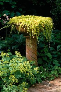 Birdbath turned Planter - Creeping Jenny - love it!