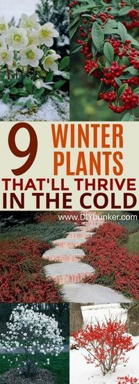 These 9 Winter Plant