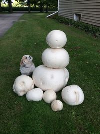 Our puffball mushrooms - Sept. 2014