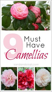 9 Must Have Camellias by Sand and Sisal