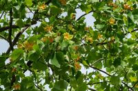 Flowers on Tulip tree (Liriodendron tulipifera) in city park Krasnodar. Public landscape \'Galitsky park\' royalty free stock photos, #free, #stock, #photos, #ad