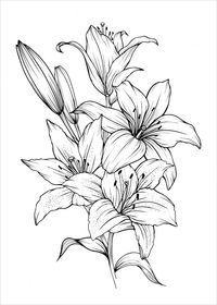 Premium Vector | Vector hand drawn lily bouquets lily flowers