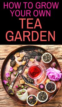 How to Create Your Own Tea Garden || montanahappy.com