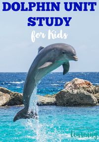 These dolphin facts for kids are great for teaching children about these intelligent marine animals!