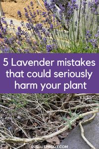 Five lavender mistakes to avoid for happy lavender plants