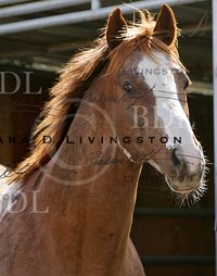 stallion | USA | 1993 | by Naevus out of Not Quite White #thoroughbred #stallion #dominantwhite #colouredthoroughbred