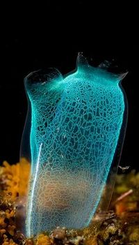 Sea-squirt (tunicate) - Lembeh, Indonesia | Photo by Ross Gudgeon