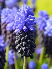 Muscari Latifolum is a popular bi-colored Grape Hyacinth. Order your Muscari Latifolum Bulbs at wholesale pricing from the number one bulb specialist in Holland.