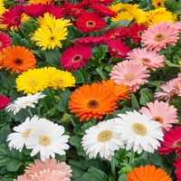 (Gerbera Jamesonii Mega Revolution Select Mix) - Grown as a perennial in frost free zones, but can easily be grown as annuals in colder climates. This flower seed mix has extremely large flowers which make a stunning display in larger patio planters and garden beds. Grows 6 - 10 inches tall and 12 - 14 inches wide.COUNTRY OF ORIGIN: United States