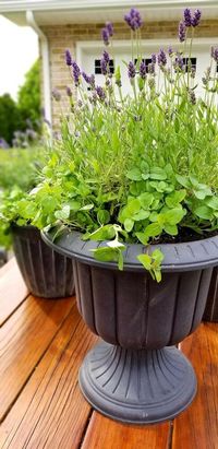 Learn how to make a gorgeous mosquito repellent patio planter with 2 common plants from your local nursery! How to Make a Mosquito Repellent Patio PlanterFor those of you who have been following along with our French Country Cottage fixer-upper on my Instagram stories, then you have seen that we are finally in the process of working on the outdoor living area in the back including the addition of a paver patio on the side of our deck and garden boxes with a fire pit in the back. Fi…