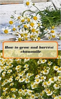 How to grow and harvest chamomile for teas and other herbal products.