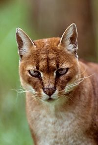 The African Golden Cat is an enigma in the cat world and remains almost entirely unstudied. Although the species has been known for 200 years, it wasn’t until 2002 that the first photograph of a wild African Golden Cat was obtained. Loss of habitat is the main threat to the population; they have lost about 44% of their former range.