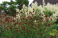 Sanguisorba and Astillbe