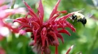 What You Need to Know About the Bee Balm Plant - Gardening Channel