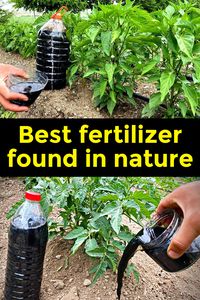 How to Make and Use Nettle Fertilizer Syrup for Growing Vegetables