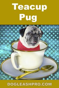 Teacup Pug: Complete Guide