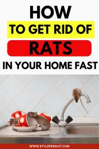 If you have identified a rat infestation in your home, there are several natural ways to get rid of rats and mice without resorting to harsh chemicals. Some natural methods include: