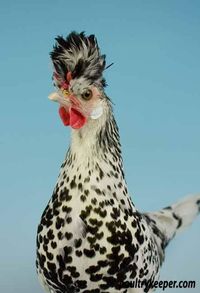 Appenzeler-Silver-Pullet-Best-of-Breed-Celia-Edwards_8474