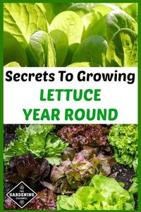 Learn how to grow lettuce year round, including how to grow in mixed beds in your vegetable garden.