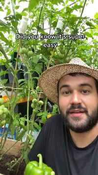 Easy way to grow pepper all summer long. Credit : Josegarden (TikTok)