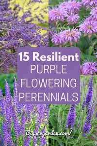 From deep violets to soft lavenders, purple perennials are the heartthrobs of the garden world. Discover our 15 must-have plants by clicking through and don’t forget to follow us for more gardening tips and tricks.