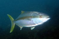 Seriola dumerili - Greater Amberjack